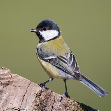 Great Tit