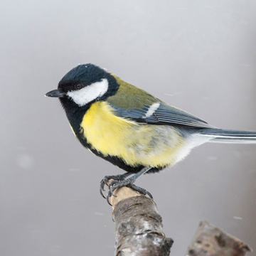 Great Tit