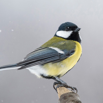 Great Tit
