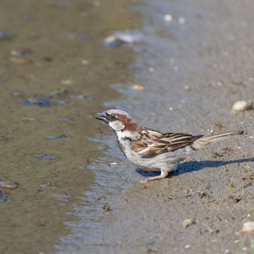House Sparrow