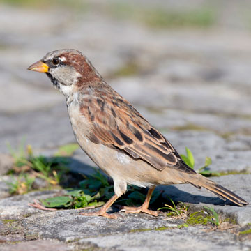 House Sparrow