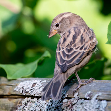 House Sparrow