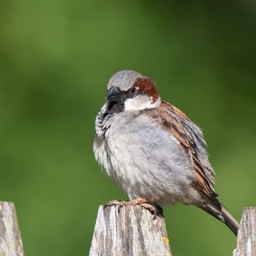 House Sparrow
