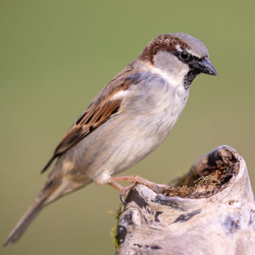 House Sparrow