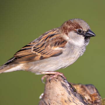 House Sparrow