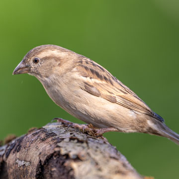 House Sparrow