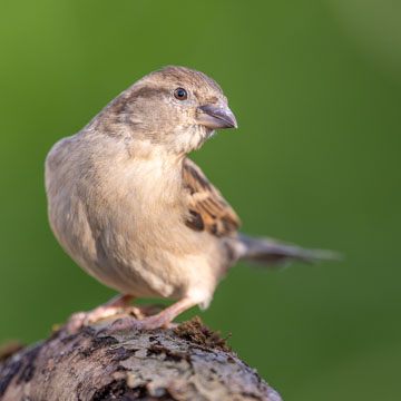 House Sparrow