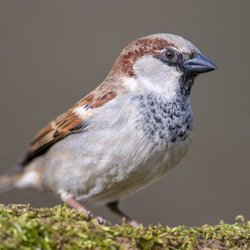 House Sparrow