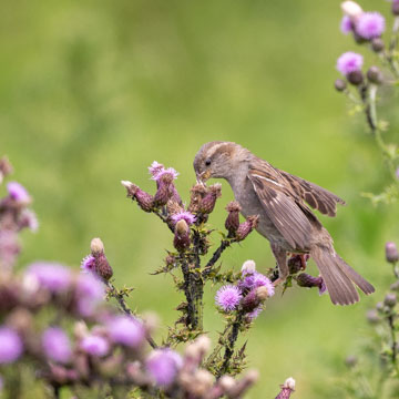 House Sparrow