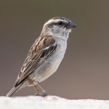 Iago Sparrow