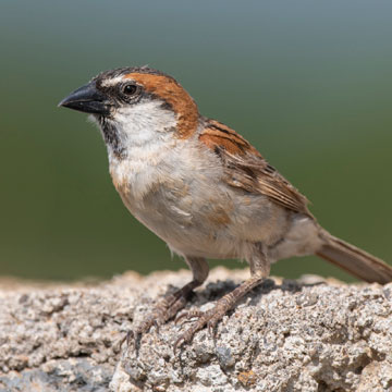 Iago Sparrow