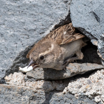 Iago Sparrow