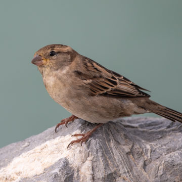 Italian Sparrow
