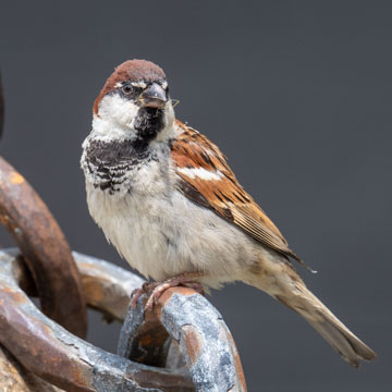 Italian Sparrow