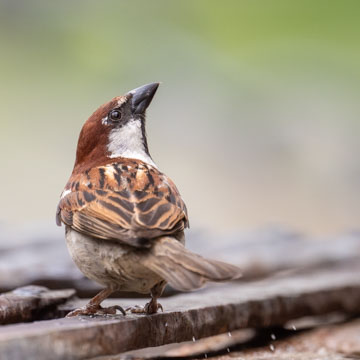 Italian Sparrow