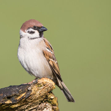 Eurasian Tree Sparrow