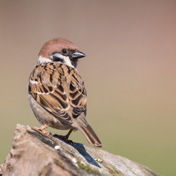 Eurasian Tree Sparrow