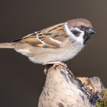 Feldsperling
