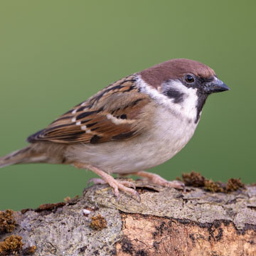 Feldsperling