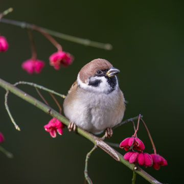 Eurasian Tree Sparrow