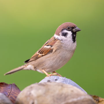 Eurasian Tree Sparrow