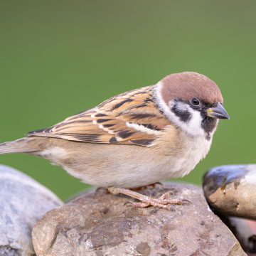 Eurasian Tree Sparrow