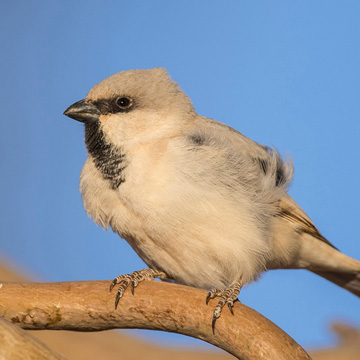 Desert Sparrow