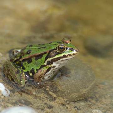 Pool Frog