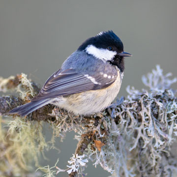 Coal Tit