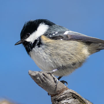 Coal Tit