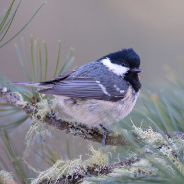 Coal Tit
