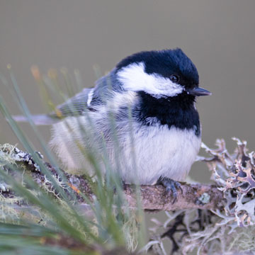Coal Tit