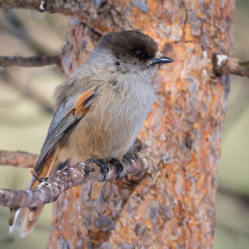 Siberian Jay