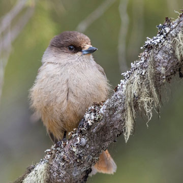 Siberian Jay