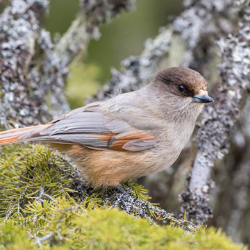 Siberian Jay