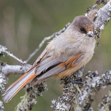 Siberian Jay