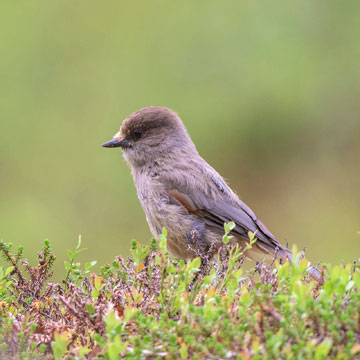 Siberian Jay