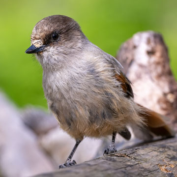 Siberian Jay