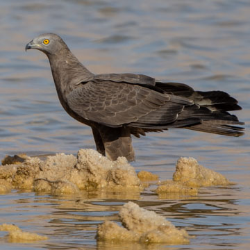 European Honey Buzzard