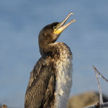Great Cormorant