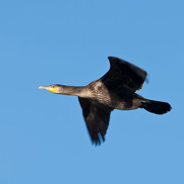 Great Cormorant