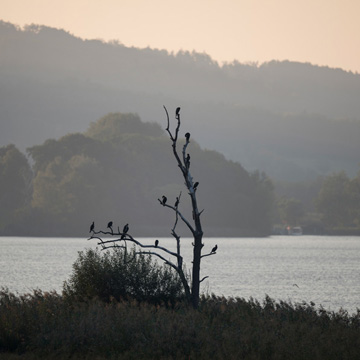 Great Cormorant