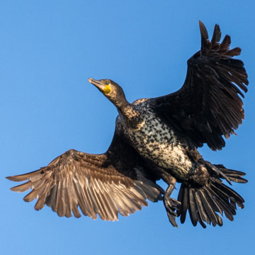 Great Cormorant