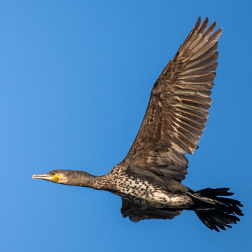 Great Cormorant