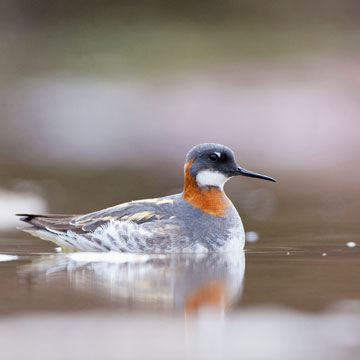 Red-necked Phalarope