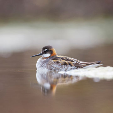 Red-necked Phalarope