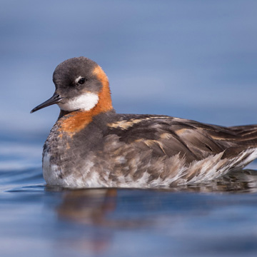 Red-necked Phalarope