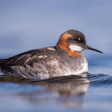 Red-necked Phalarope