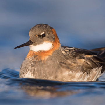 Red-necked Phalarope