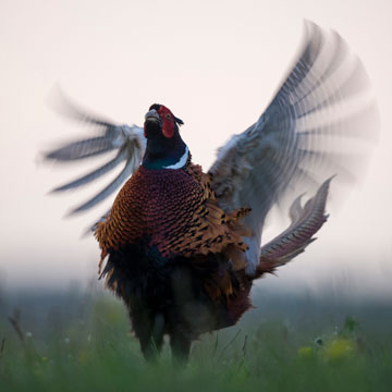 Common Pheasant